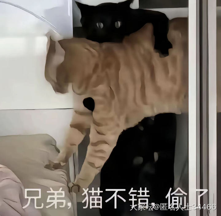 姐妹们都是三十几周生的娃呀_生孕