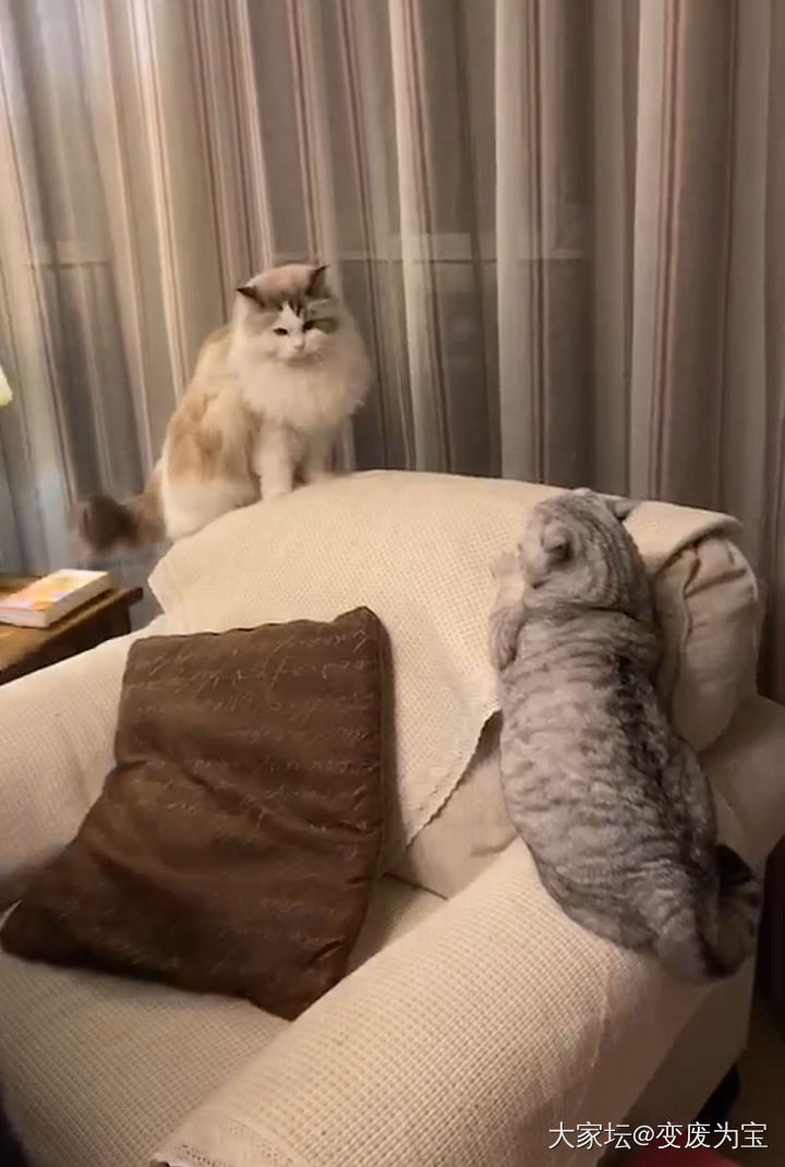 老虎对姐姐也要保持居高临下，虽然体重少一公斤😂_宠物猫