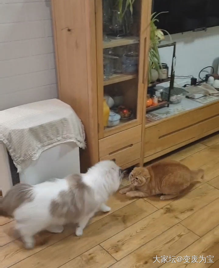 老虎对姐姐也要保持居高临下，虽然体重少一公斤😂_宠物猫