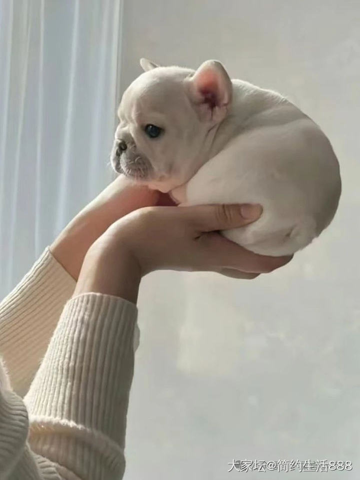 怎么会有这么可爱的宝宝_宠物