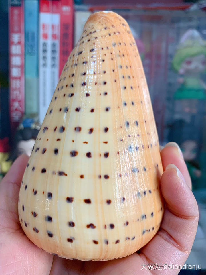 冬至到，人欢笑！宝螺到，哈哈笑！_文玩