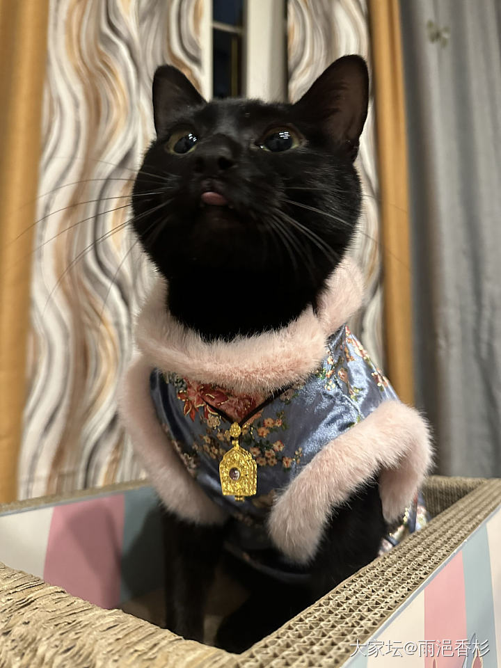 家里人想养全黑的田园黑猫或者玄猫，不要英短黑，主要就是养田园好活，求网络购买方式_猫