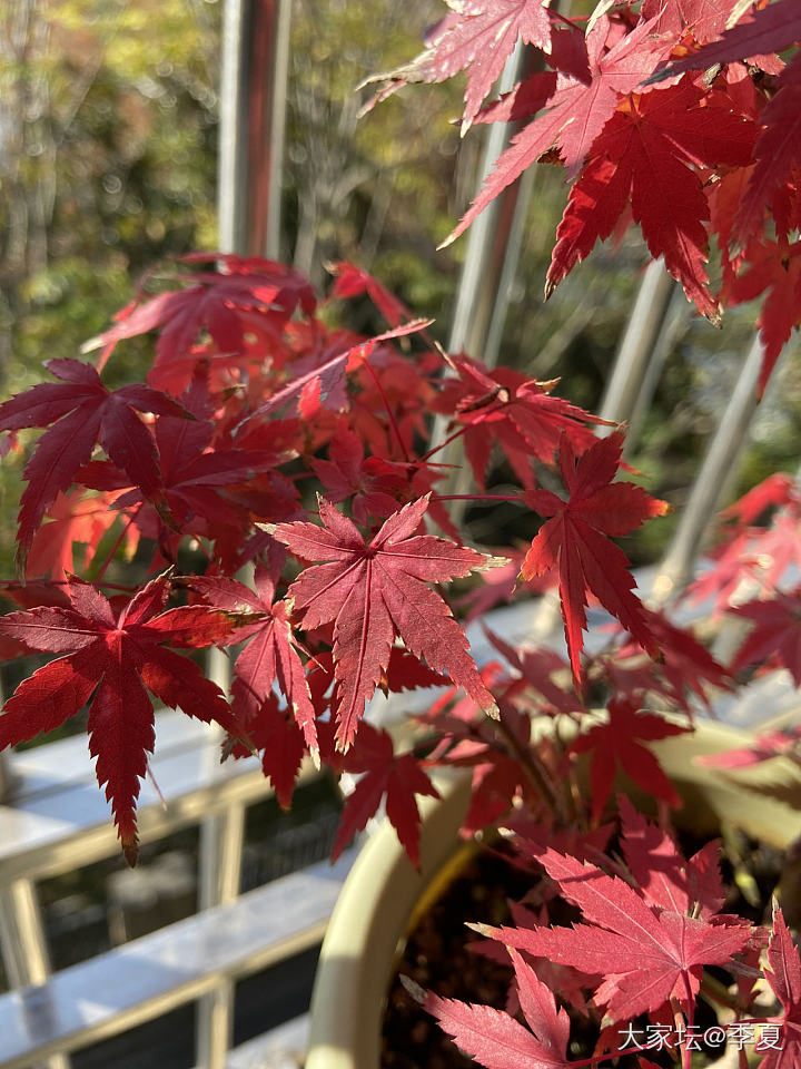 霜叶红于二月花_植物
