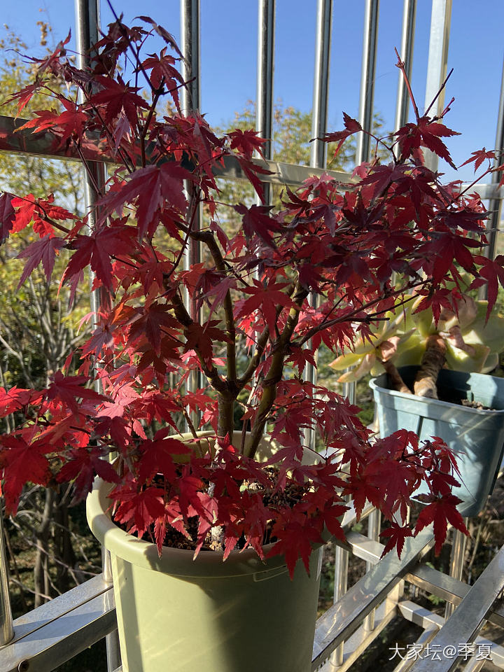 霜叶红于二月花_植物