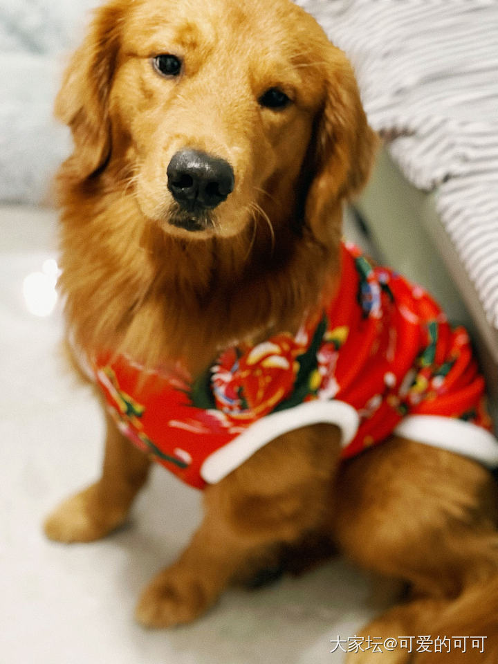 亿万终于有吉祥套装了_宠物