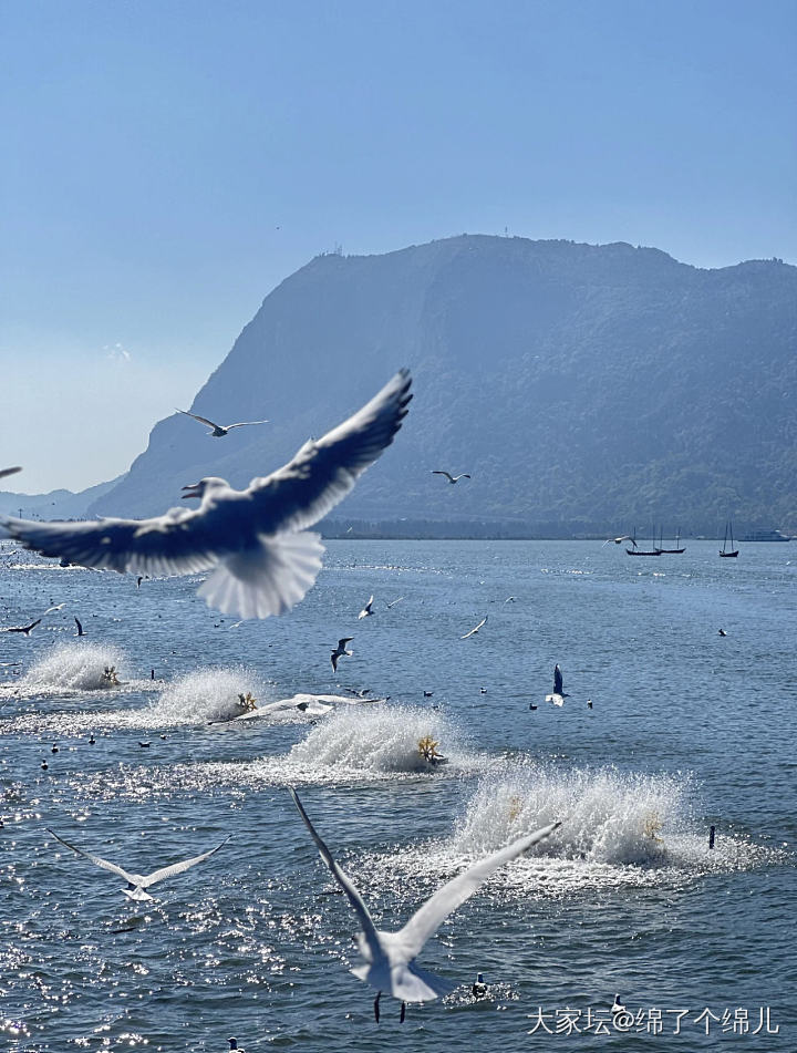 云南昆明海埂大坝～来自西伯利亚的海鸥给冬天带来的浪漫_云南旅游