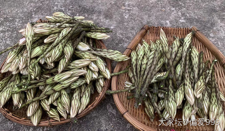 我的仙人掌家族又壮大啦_多肉植物