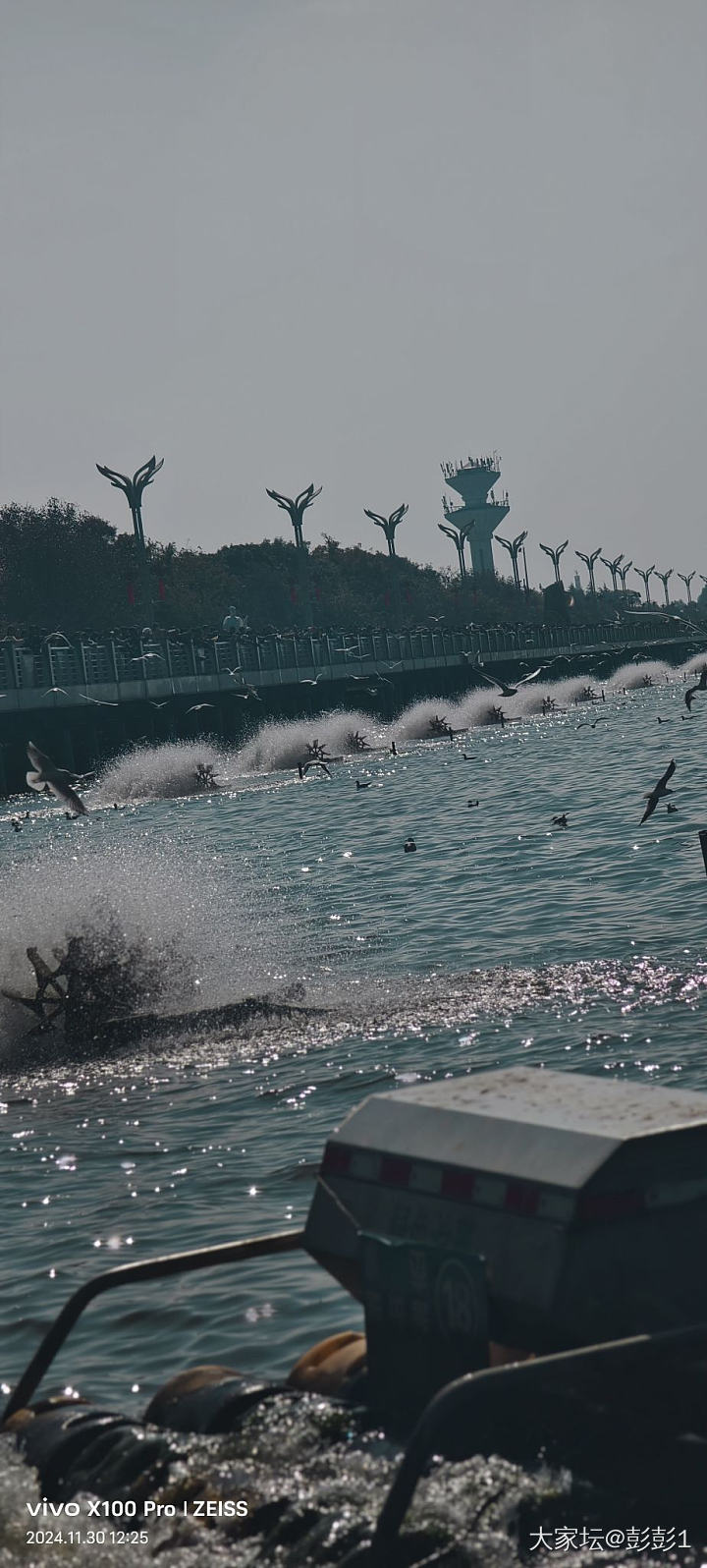 云南昆明海埂大坝～来自西伯利亚的海鸥给冬天带来的浪漫_云南旅游