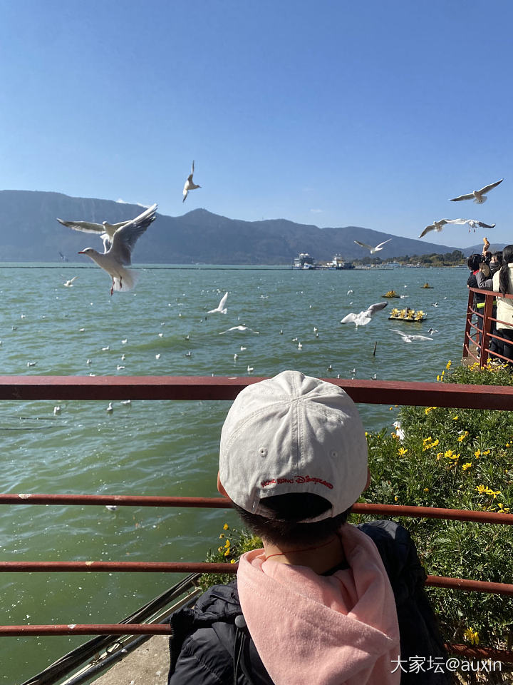 云南昆明海埂大坝～来自西伯利亚的海鸥给冬天带来的浪漫_云南旅游