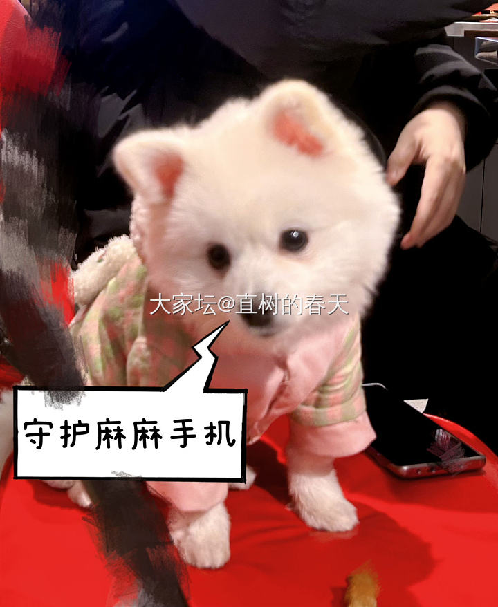 背着喵喵喵喵撸狗🐶_宠物