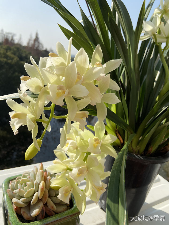 午后阳光_花植物