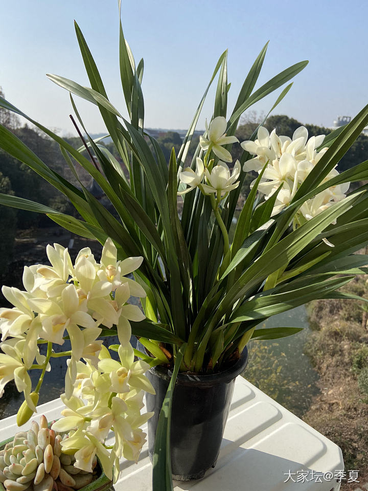 午后阳光_花植物