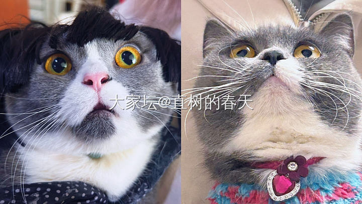 “我哥哥是个没有品味的low🐝”_人造饰品宠物猫