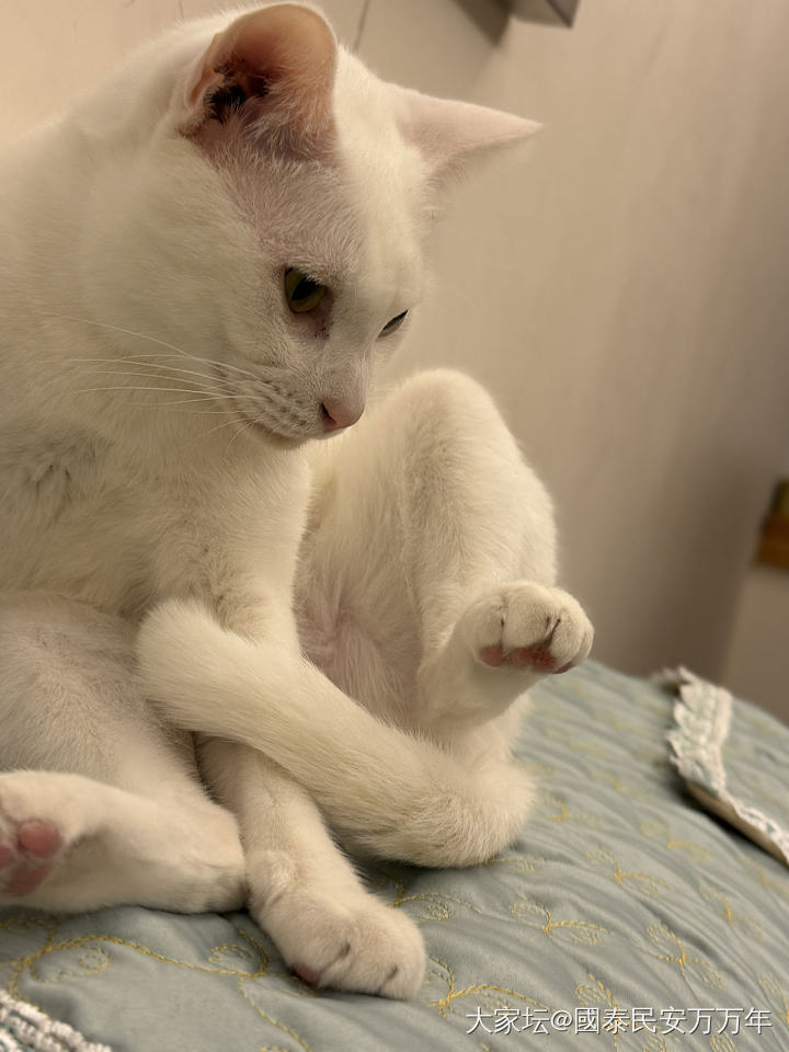 半夜家里又多了一只猫_猫