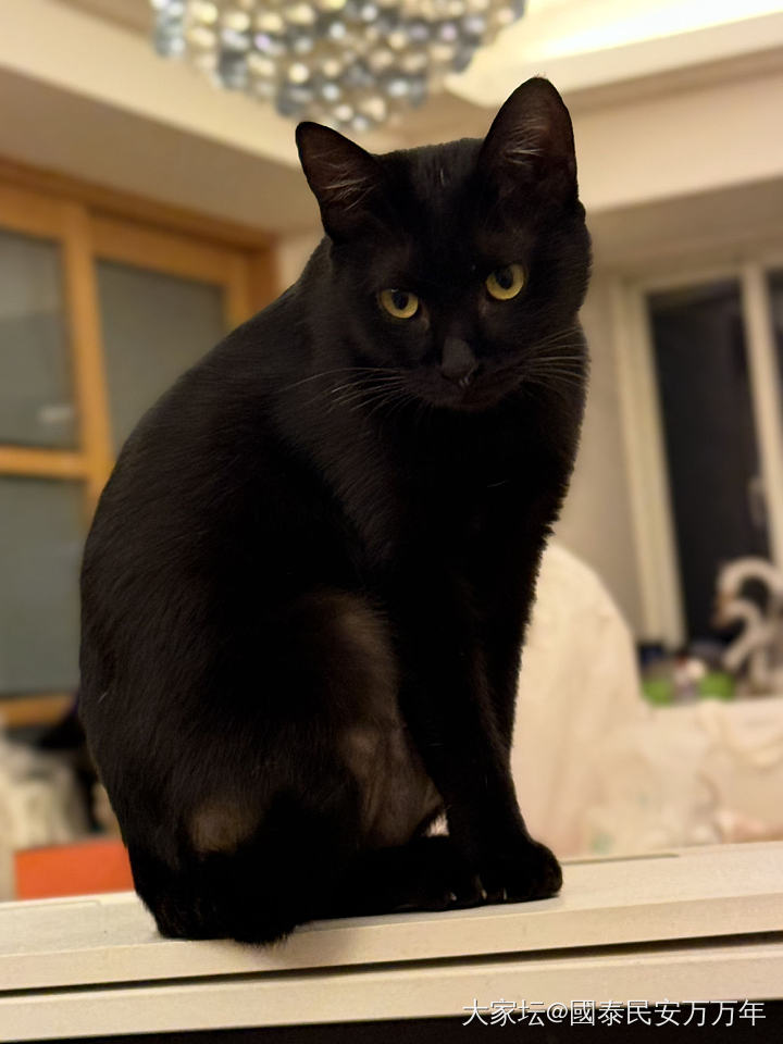 半夜家里又多了一只猫_猫