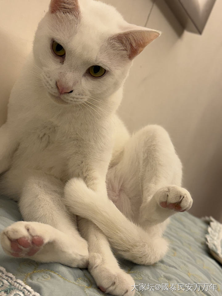 半夜家里又多了一只猫_猫