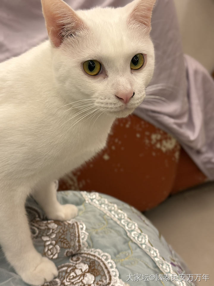 半夜家里又多了一只猫_猫