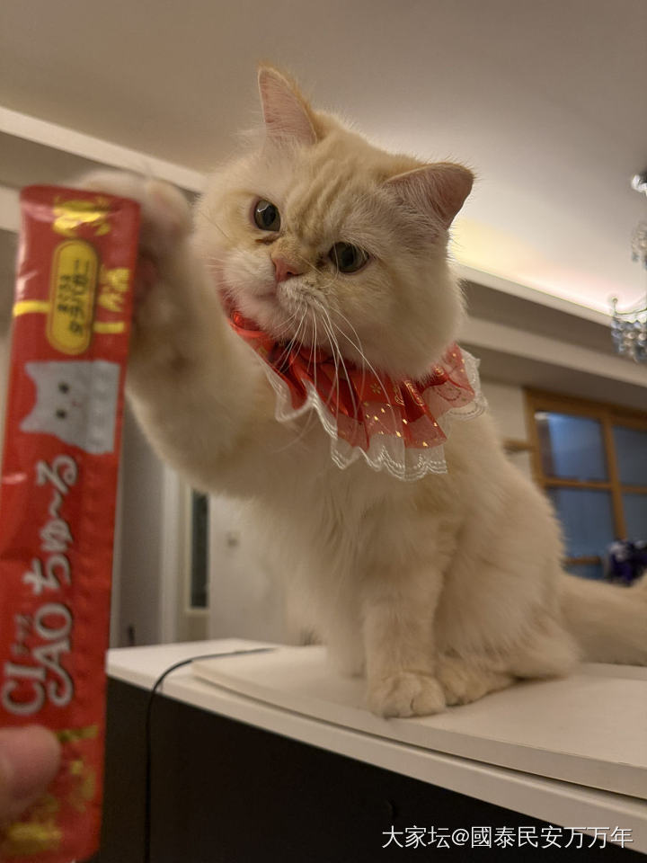 半夜家里又多了一只猫_猫
