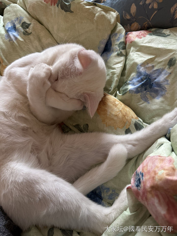 半夜家里又多了一只猫_猫