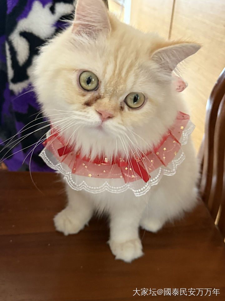 半夜家里又多了一只猫_猫