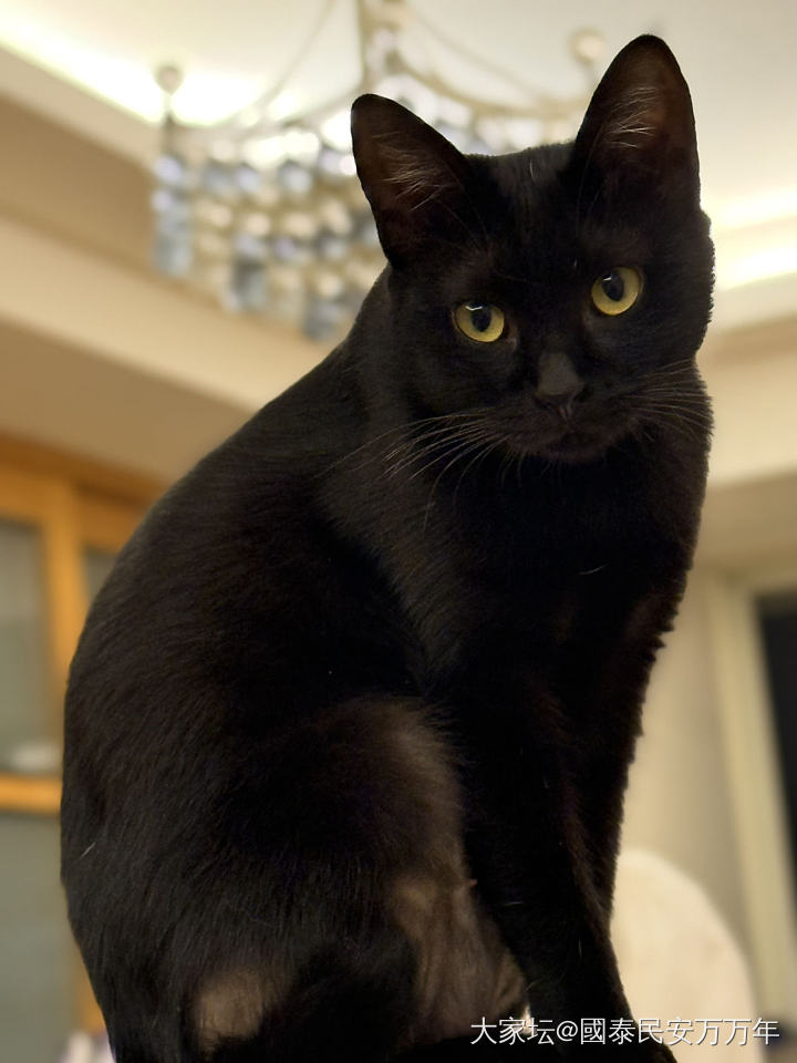 半夜家里又多了一只猫_猫