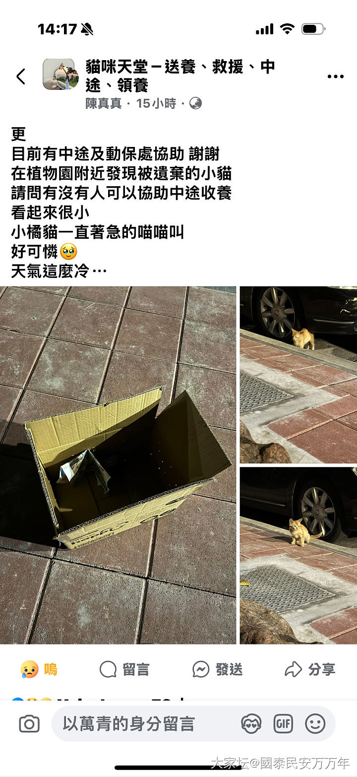 半夜家里又多了一只猫_猫