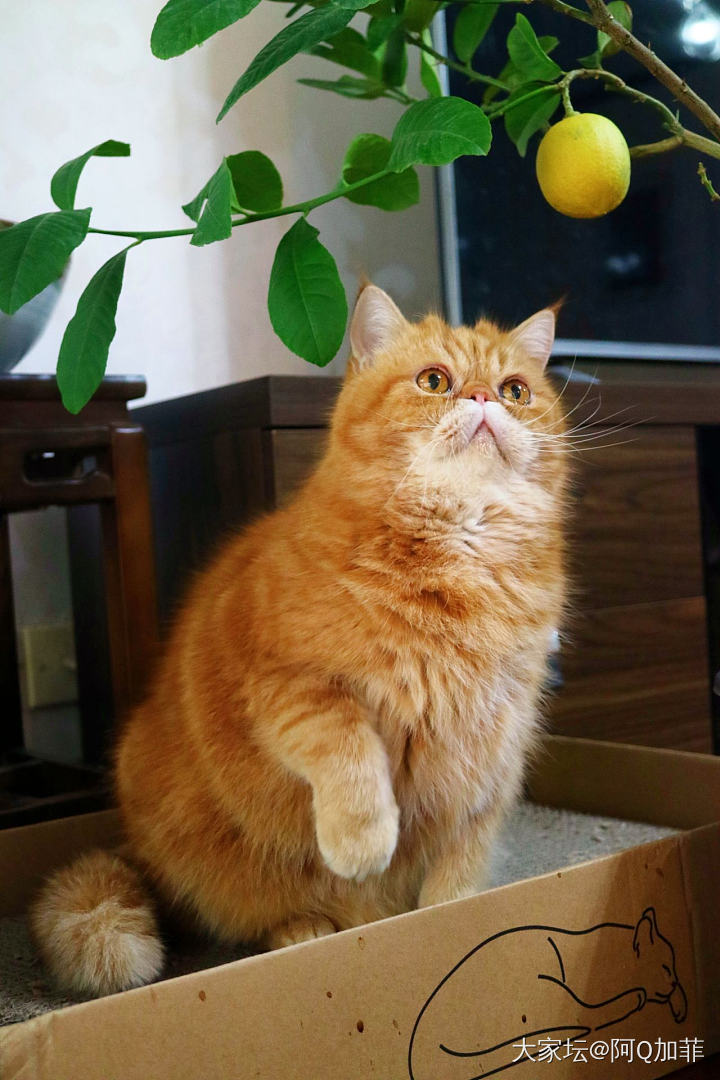 有點反骨_猫宠物