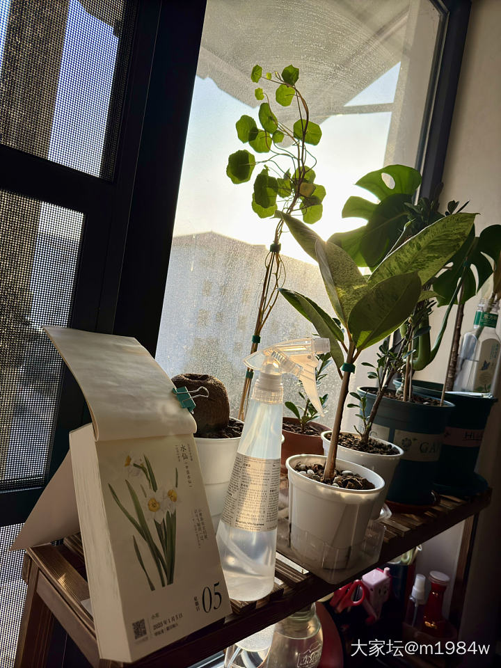 透明精灵：多玛喷水壶_植物