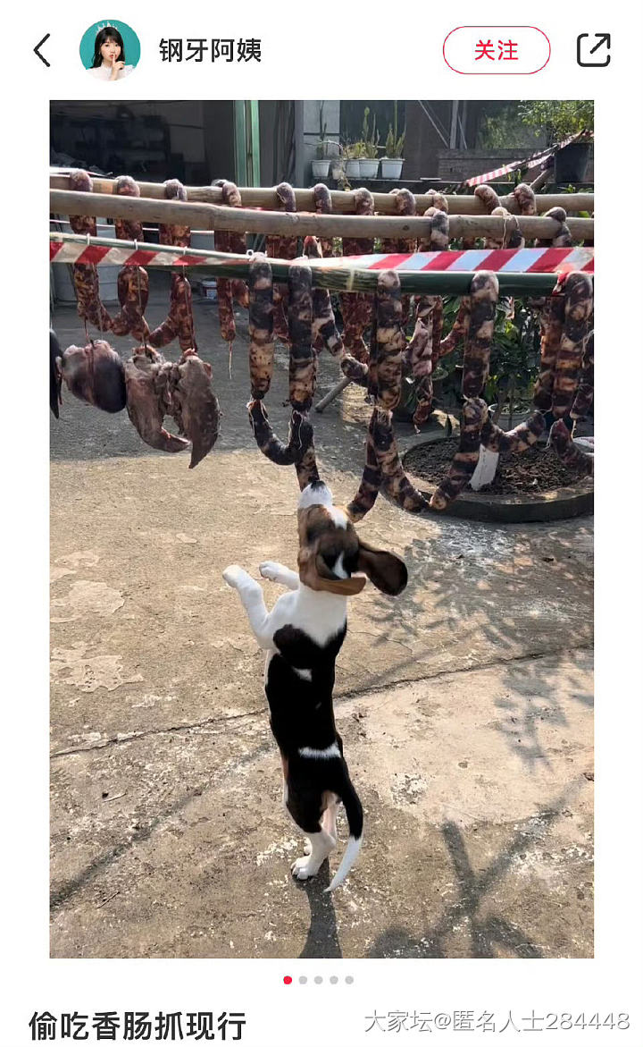 肉好狗坏，证据确凿_狗