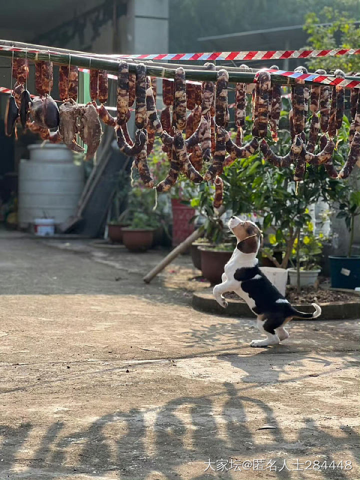 肉好狗坏，证据确凿_狗