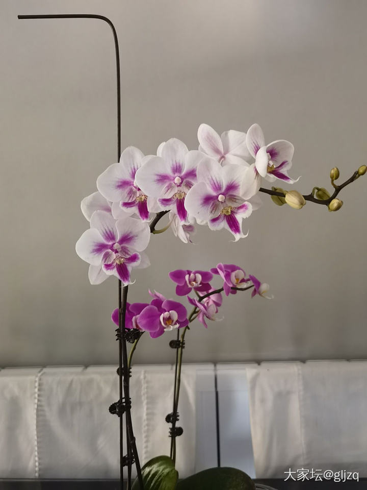 网购蝴蝶兰_花