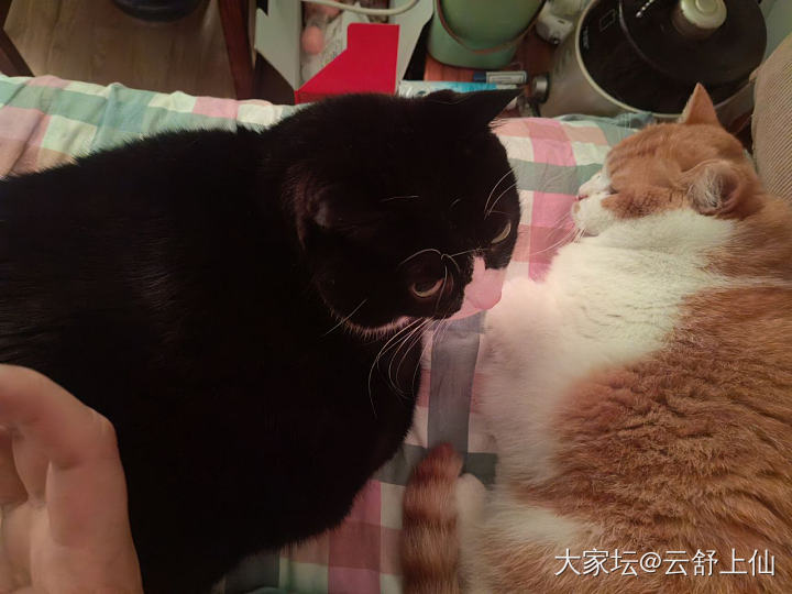睡醒一睁眼就看到两个小乖乖_闲聊