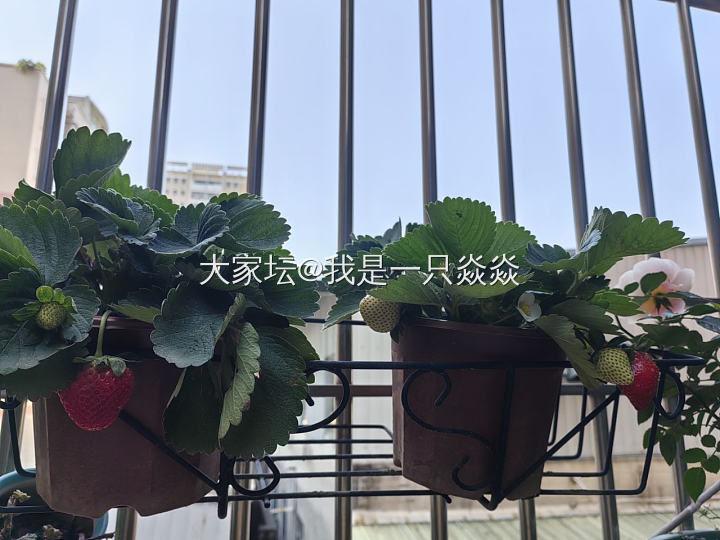 寒假了，我就和娃娃相看两厌。_育教亲子