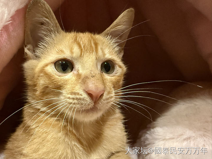秀秀上星期捡来的小四_宠物猫