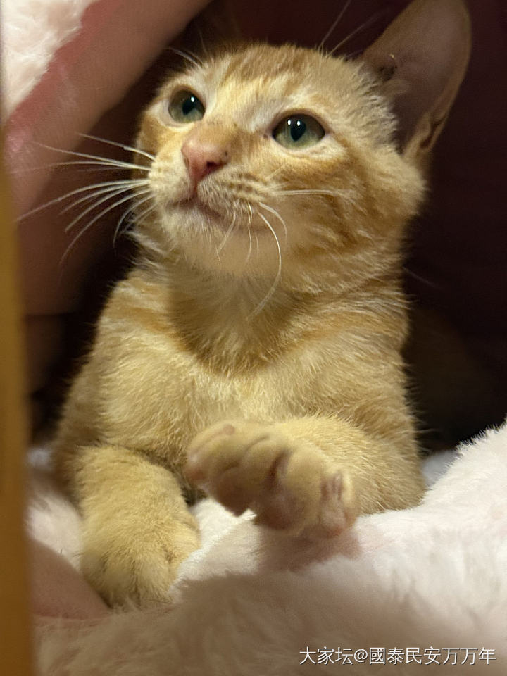 秀秀上星期捡来的小四_宠物猫