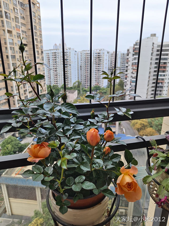 新年的花_生活闲聊花