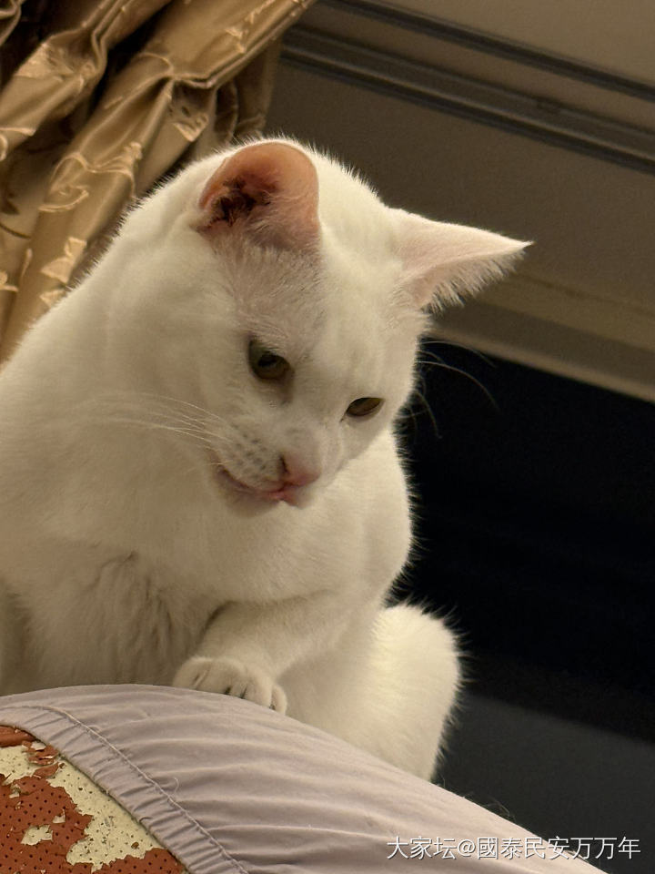 秀秀上星期捡来的小四_宠物猫