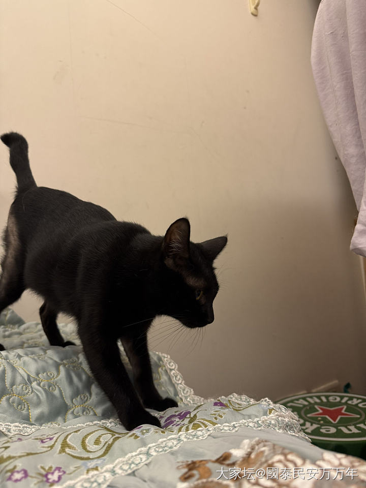 秀秀上星期捡来的小四_宠物猫