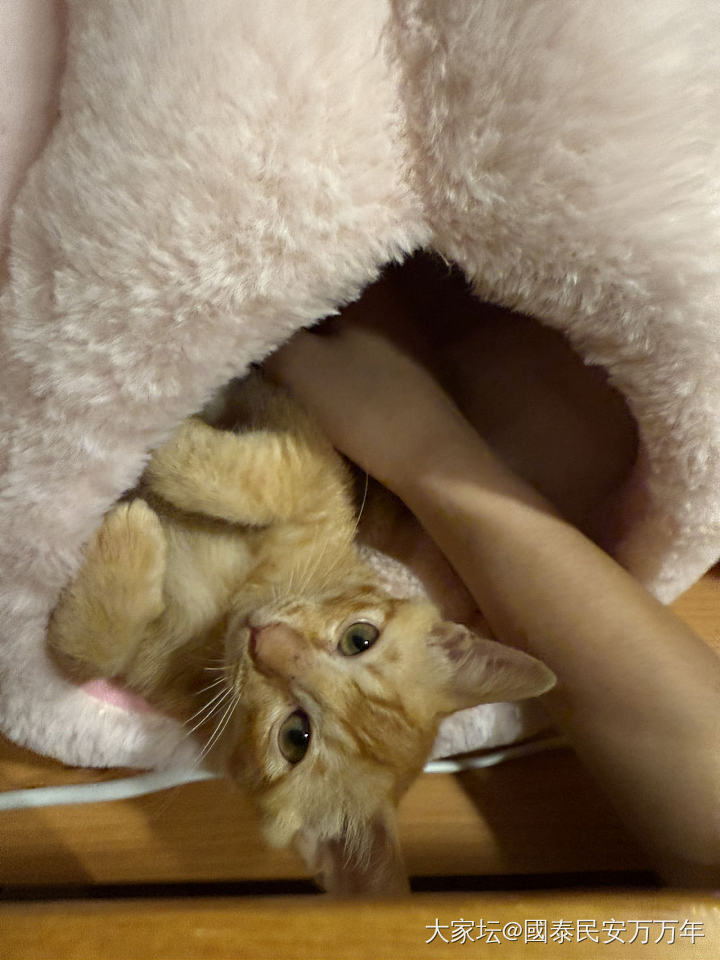 秀秀上星期捡来的小四_宠物猫