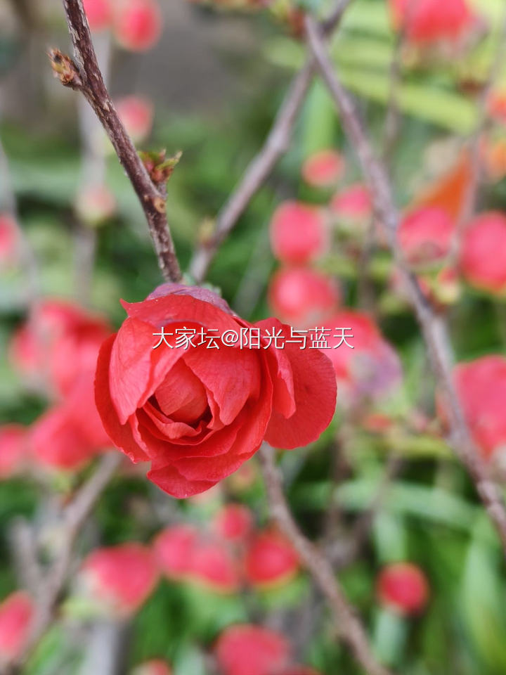 江南无所有 聊赠一枝春_植物