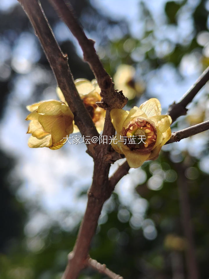 江南无所有 聊赠一枝春_植物