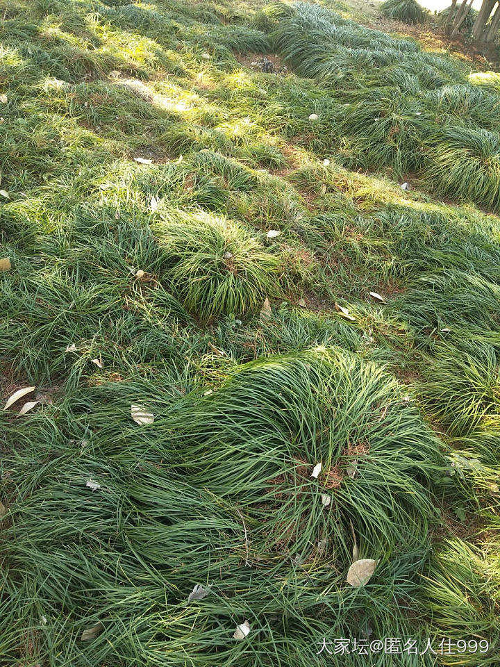 花草:麦冬_植物花