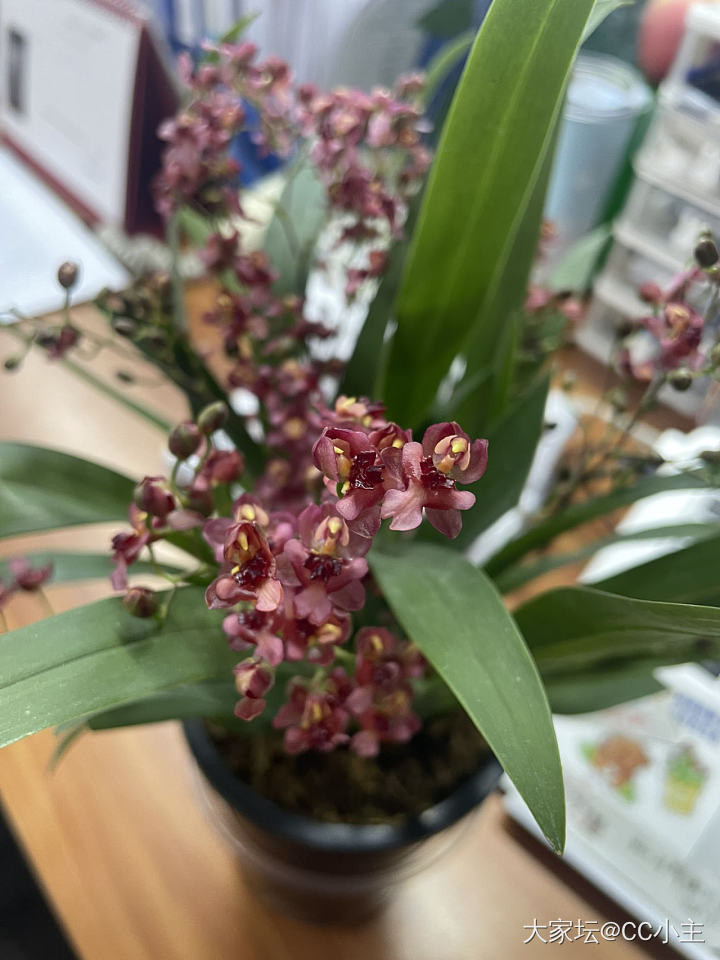 🌸🌸🌸_植物
