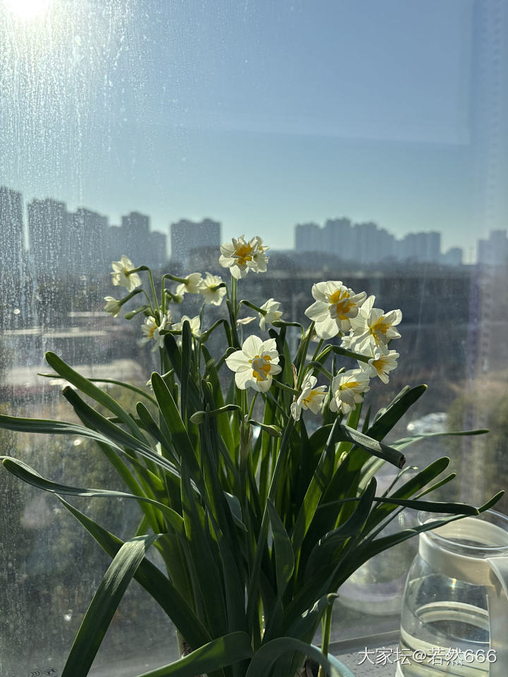 水仙切花又香又美_花