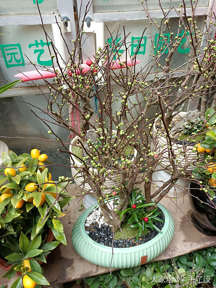 这种品质的腊梅，一般多少钱_植物