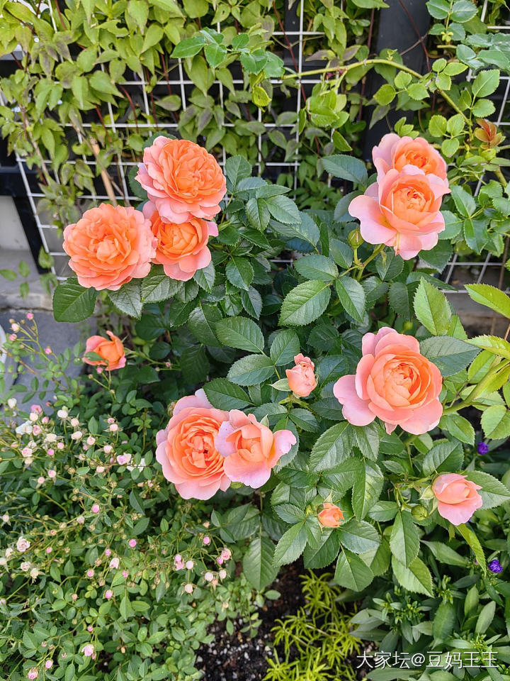 有月季花友吗？_植物
