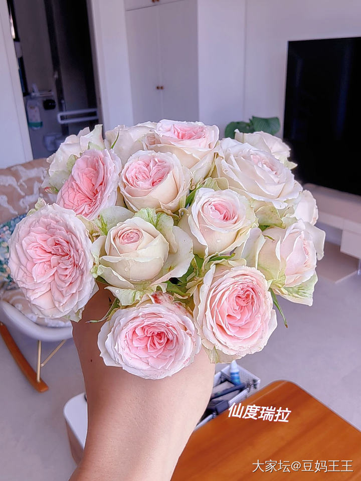 有月季花友吗？_植物