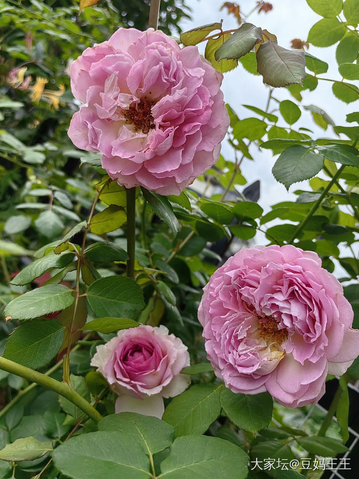 有月季花友吗？_植物