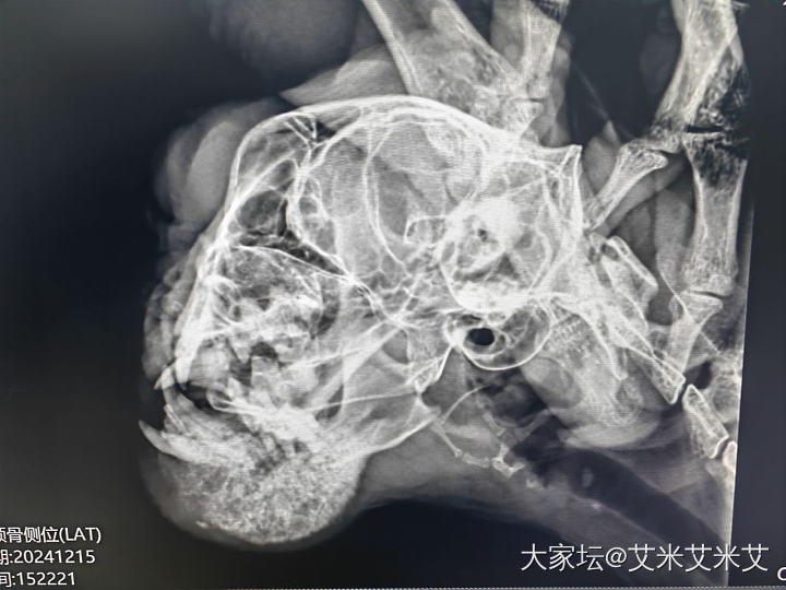 猫猫抗癌记录_猫