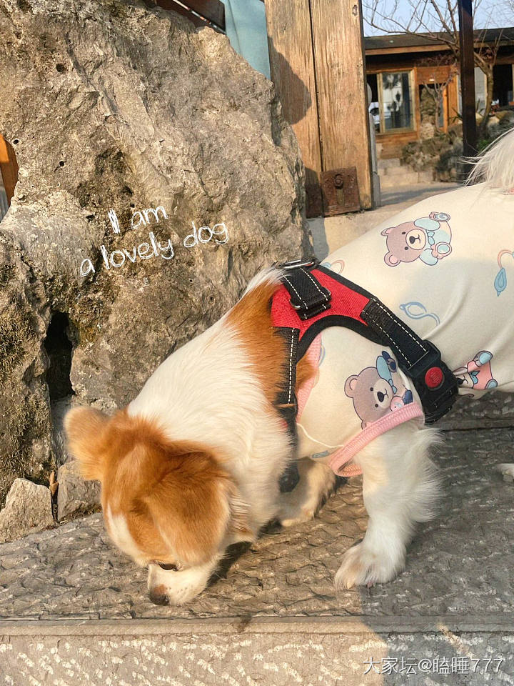 青岩古镇一日游记_旅游